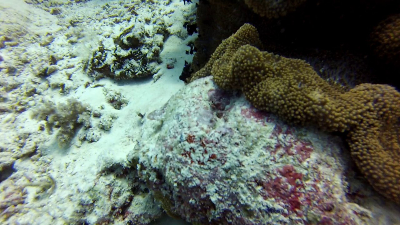 sipadan baracuda point 2