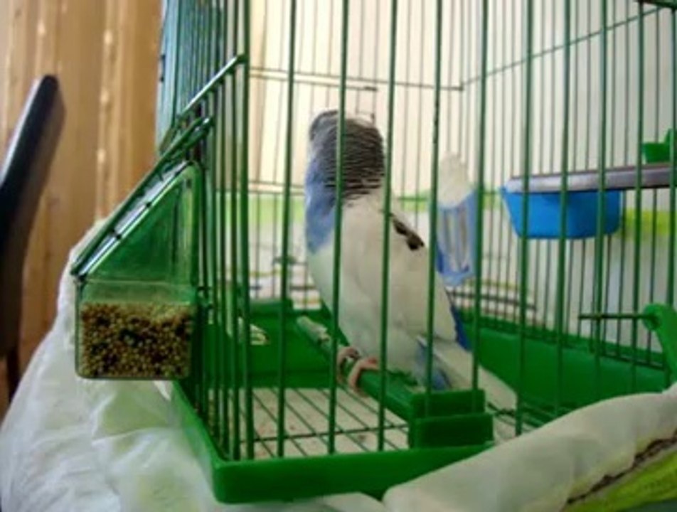 Konuşan Muhabbet Kuşu Maşuk