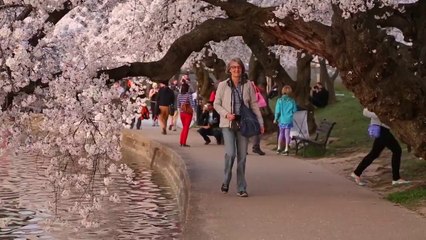 Cherry Blossoms: April 11 at the Tidal Basin