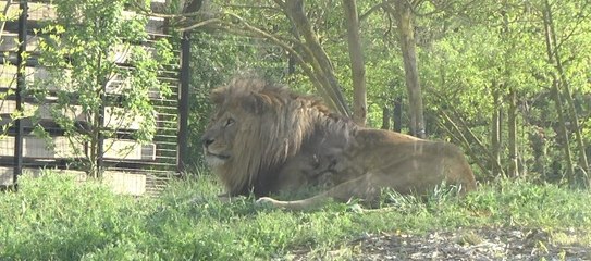 Balade au zoo de Vincennes : «En période de chaleur, les lions s'accouplent quarante à cinquante fois par jour»