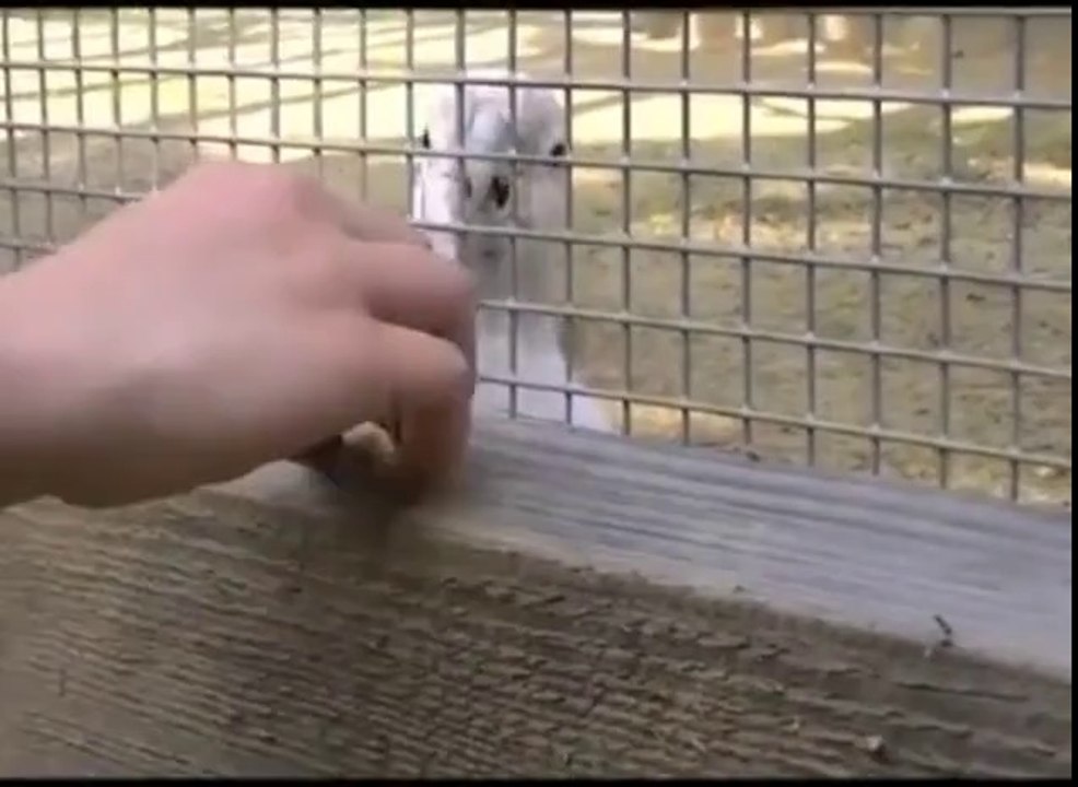 Amazing - Clever  Parrot