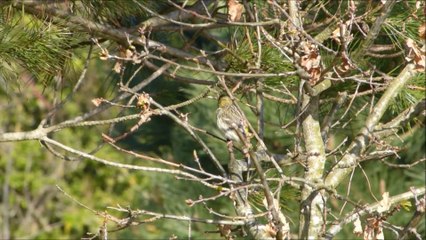 Serin cini, mâle chanteur et femelle