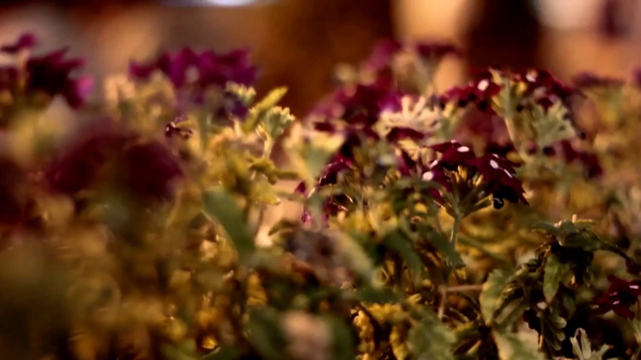 Alone in the Crowds (Turkish Subtitle)