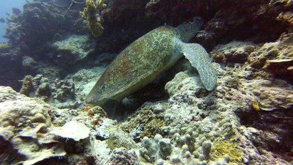 sipadan baracuda point 3