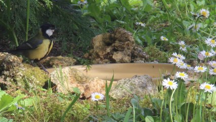 Mésange charbonnière