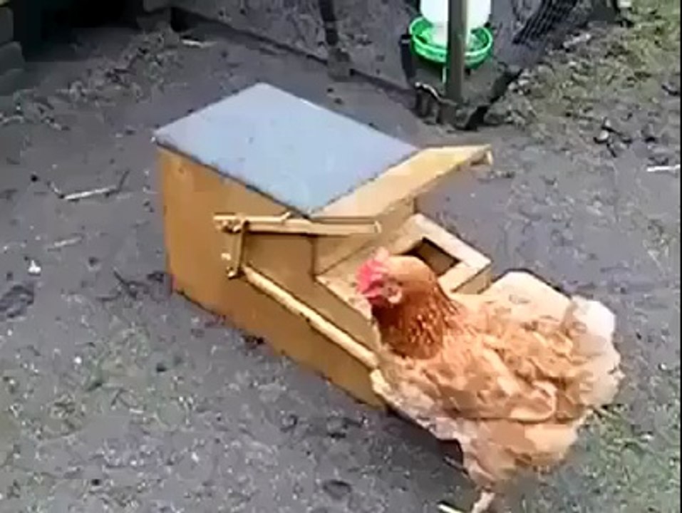 Pratik Tavuk Yemleme
