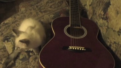Cute Kitten Plays Guitar