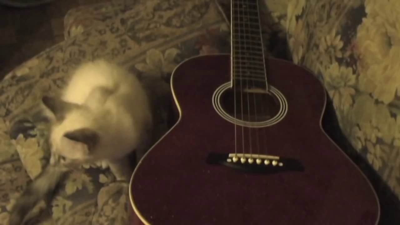 Cute Kitten Plays Guitar