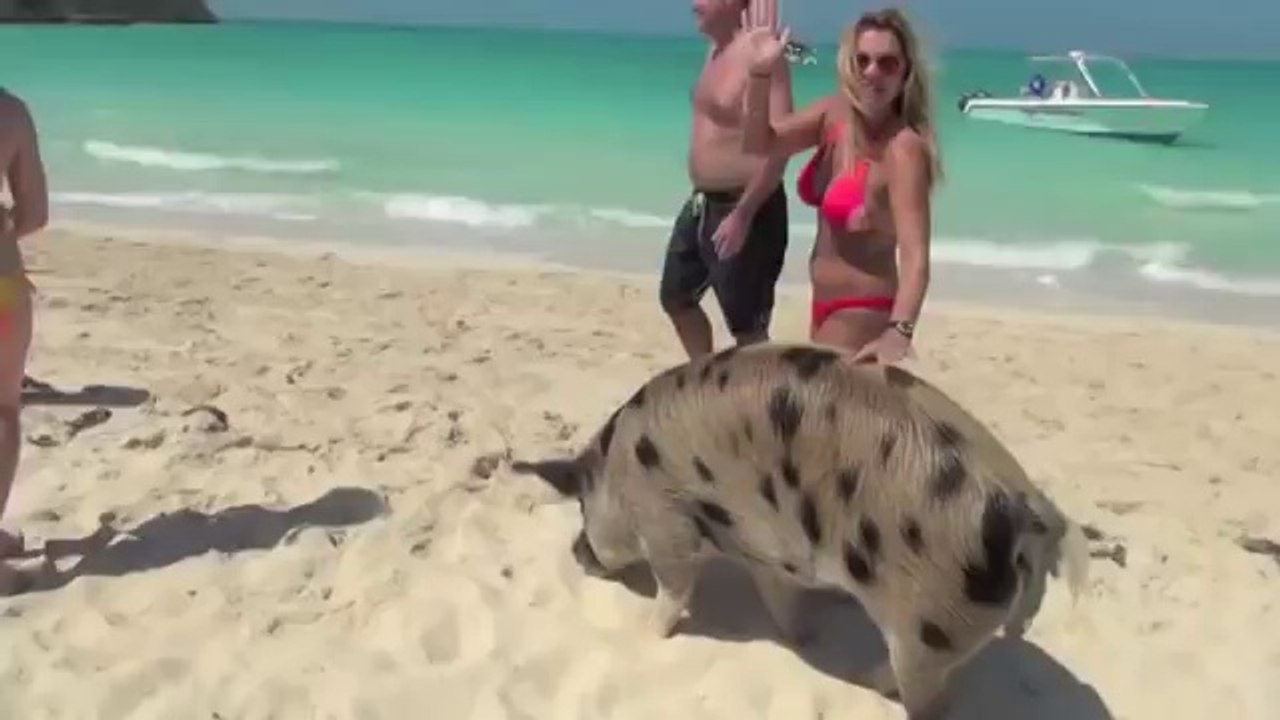 Cerditos nadando en Bahamas