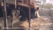 Rahman Cattle Farm Bull Captain Playing With Shed