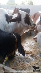 Rahman Cattle Farm Animals For 2014