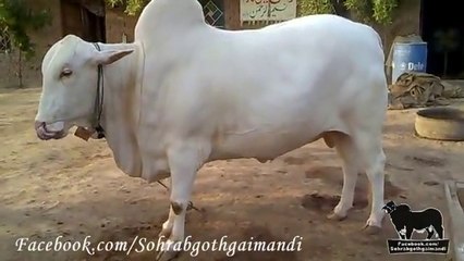 Rahman Cattle Farm Bull Nukra