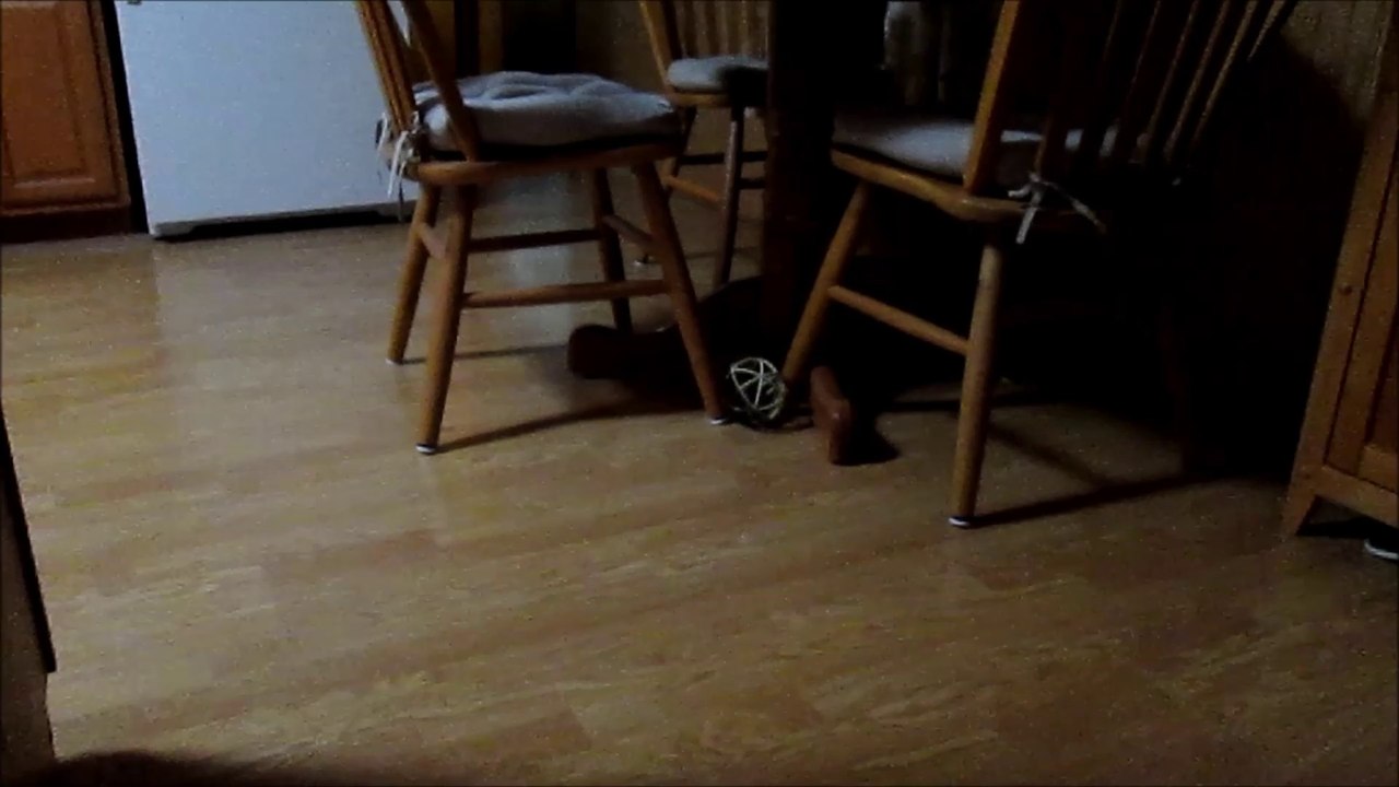 Paws Loves Hide and Seek