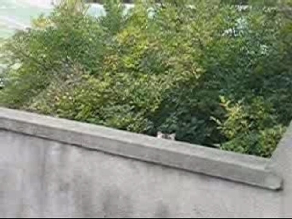 Un chat sur un mur