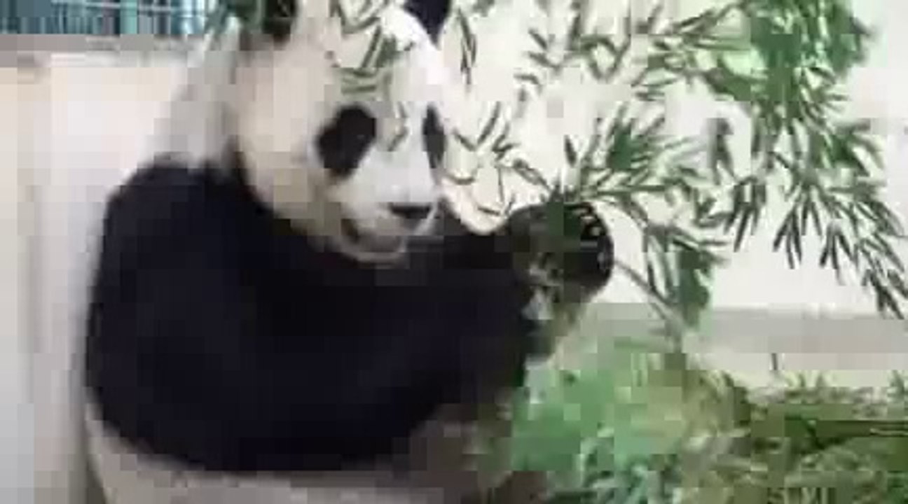 Quand bébé panda ne veut pas aller au lit