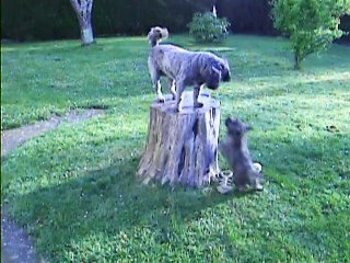 Chanel et Jaudy à 9h ce matin