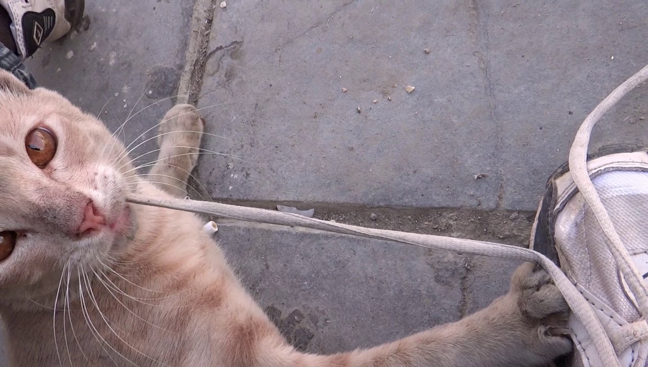Cat Journey by bus for Ziarath and historical Locations of  Makkah 8 April 2013 in Saudi Arabia