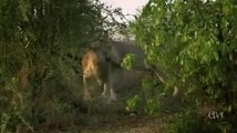 [National Geographic] Wild White Lions of South Africa PBS Nature & Animals Documentary_(360p)