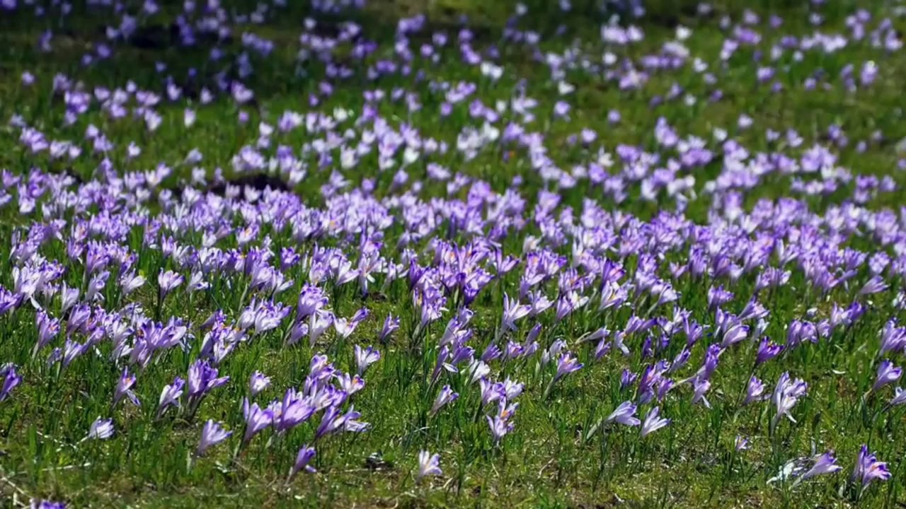 Sentimental & Romantic Piano Melodies