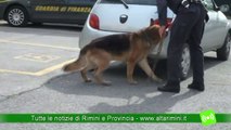 Spacciatori incastrati dal fiuto dei cani Ovus e Ulla delle Fiamme Gialle di Rimini