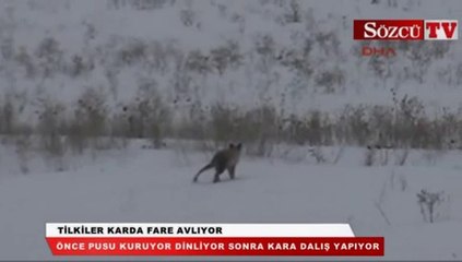 Tilkiler karda fare avlıyor