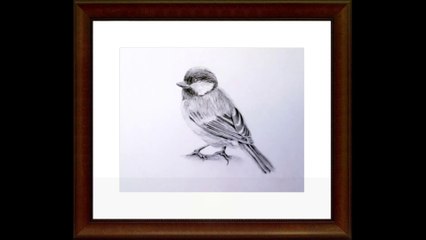 Learn How to draw a Blue Tit with Easy to Follow Instructions