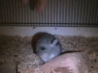 Bébé Chichi  Décembre 2006