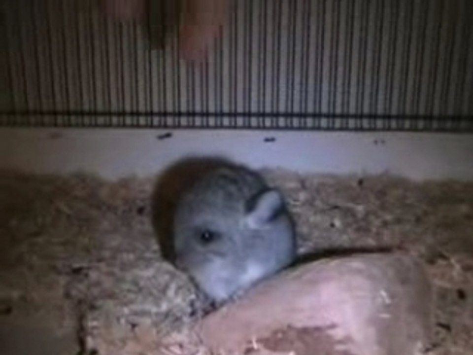 Bébé Chichi  Décembre 2006