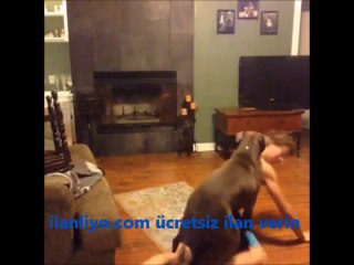 Köpek Çocuğu Götürmeye Kararlı