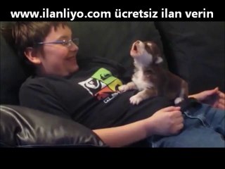 Minik Köpeğin İlk Uluması