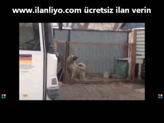 Müziği duyunca dansa başlayan köpek