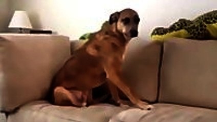 The Many Faces of Guilty Dogs