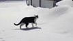 Narrow Escape for Cat as He Treads Through Deep Snow