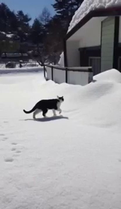 Narrow Escape for Cat as He Treads Through Deep Snow