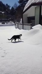Narrow Escape for Cat as He Treads Through Deep Snow
