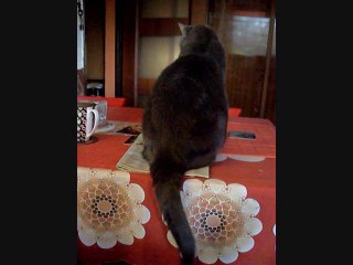 Obrażona czy ignorująca mnie Dymka