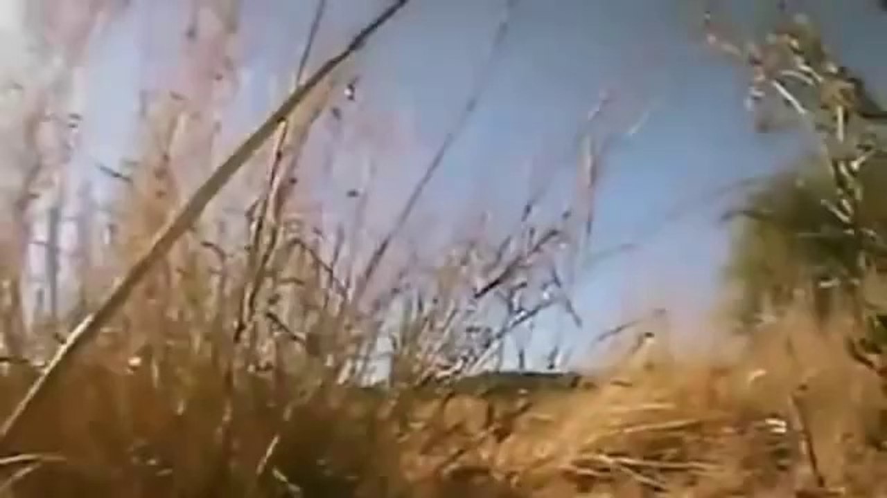Lion show of force - war documentary