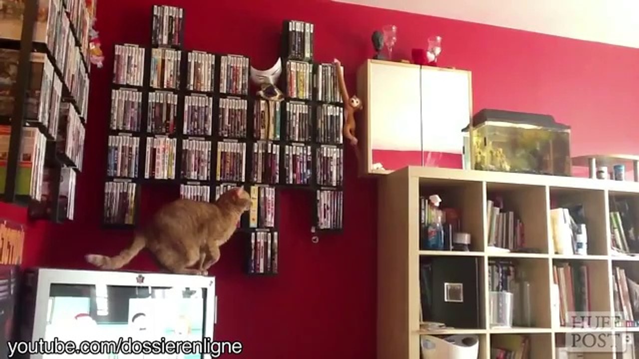 Des chats qui se croûtent en sautant - compilation hilarante de chats trop mignons