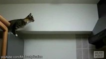 Cats don't know how to JUMP... ANIMAL COMPILATION