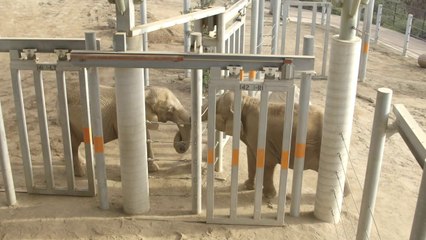 Rencontre émouvante de 2 Éléphants après 40 ans de solitude!