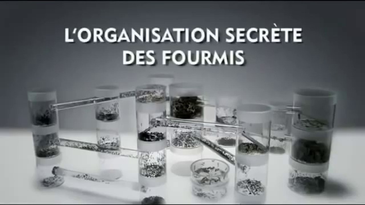 L'organisation secrète des fourmis
