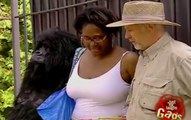 Kadınlar Goril İle Aynı Kafeste Kapalı Kalırsa
