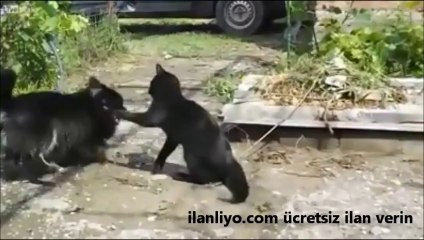 Kedi Köpek Kavgası Kedinin Galibiyeti