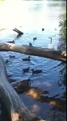 Ducks in a Pond