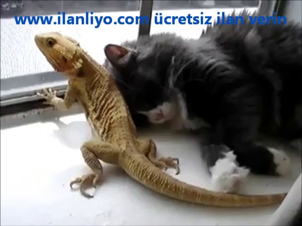Farklı Dünyaların Hayvanlarıyız