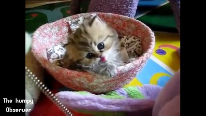 Onlar bize nezaket öğretirler