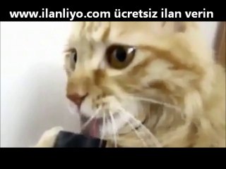 Kedinin psikolojisi bozuk