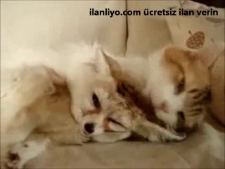 Komik Tilkiyi Kedi Çok Sevdi