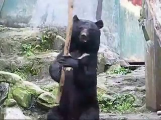 Kung Fu Bear- Unedited Footage