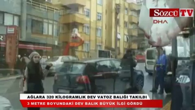 Ağlara 320 kilogramlık dev vatoz balığı takıldı